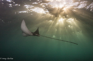 An Eagle Ray cruises the shallows at magic hour by Tony Cherbas 